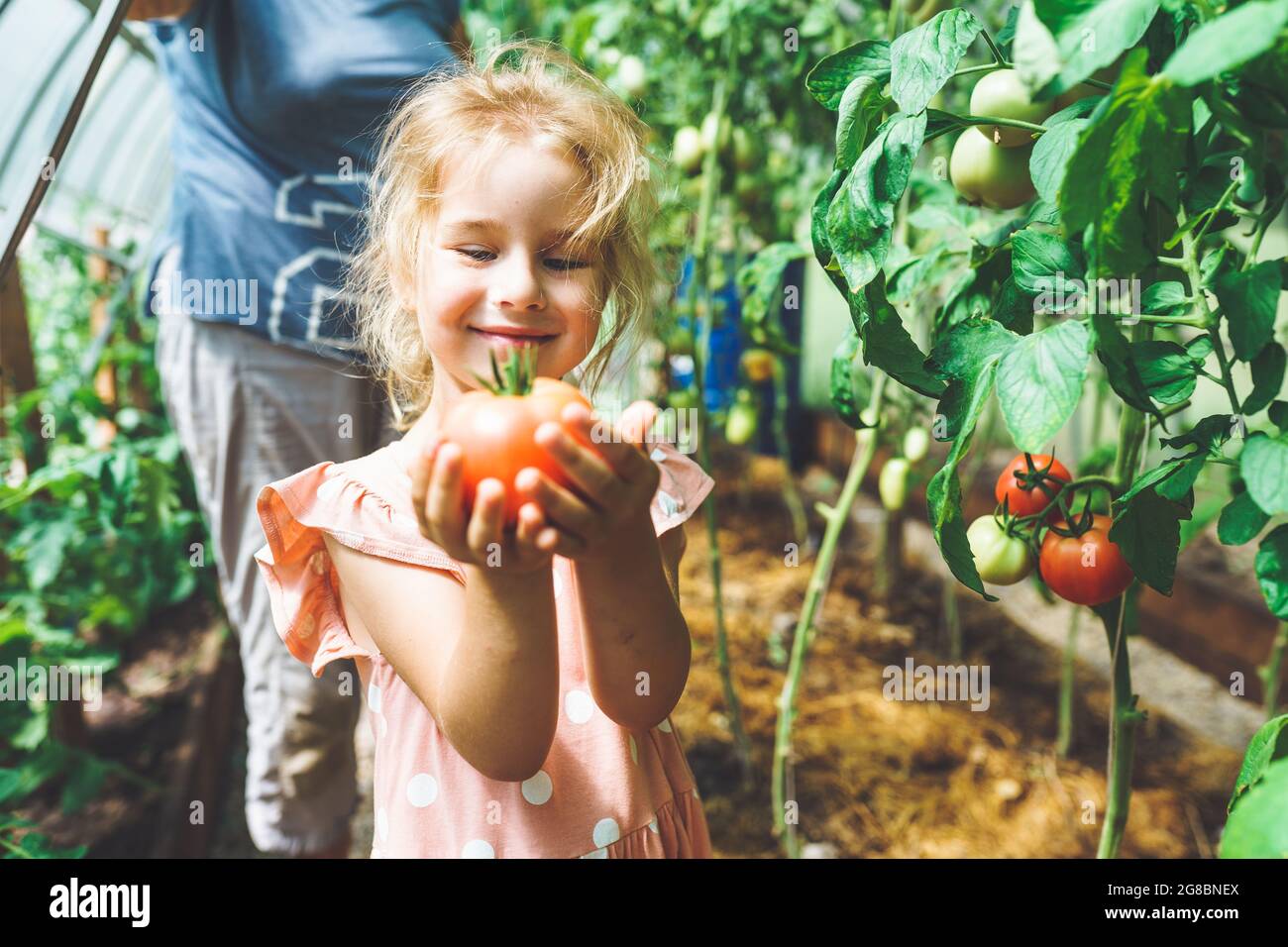 Fünf Jahre altes Mädchen pflücken reife rote Bio-Tomaten im Gewächshaus mit ihrer nicht erkennbaren Großmutter auf dem Hintergrund. Stockfoto