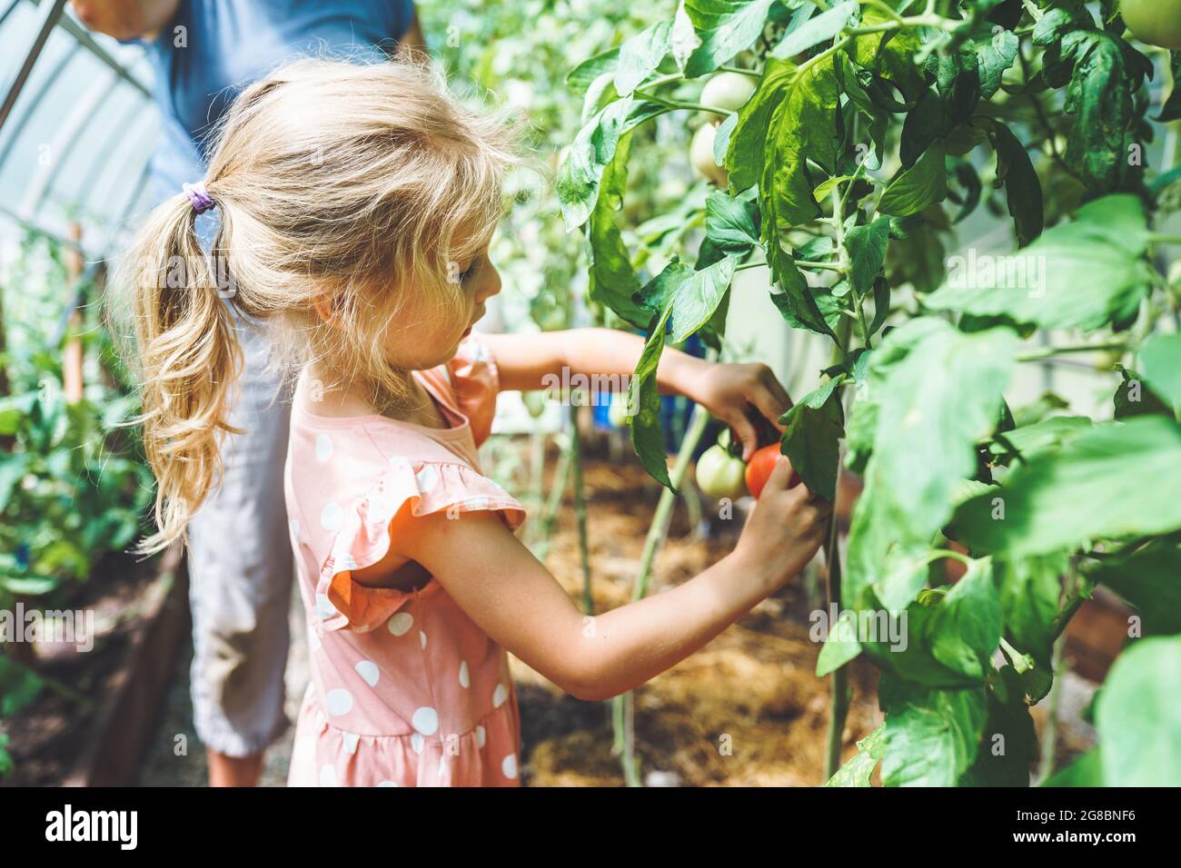 Fünf Jahre altes Mädchen pflücken reife rote Bio-Tomaten im Gewächshaus mit ihrer nicht erkennbaren Großmutter auf dem Hintergrund. Stockfoto