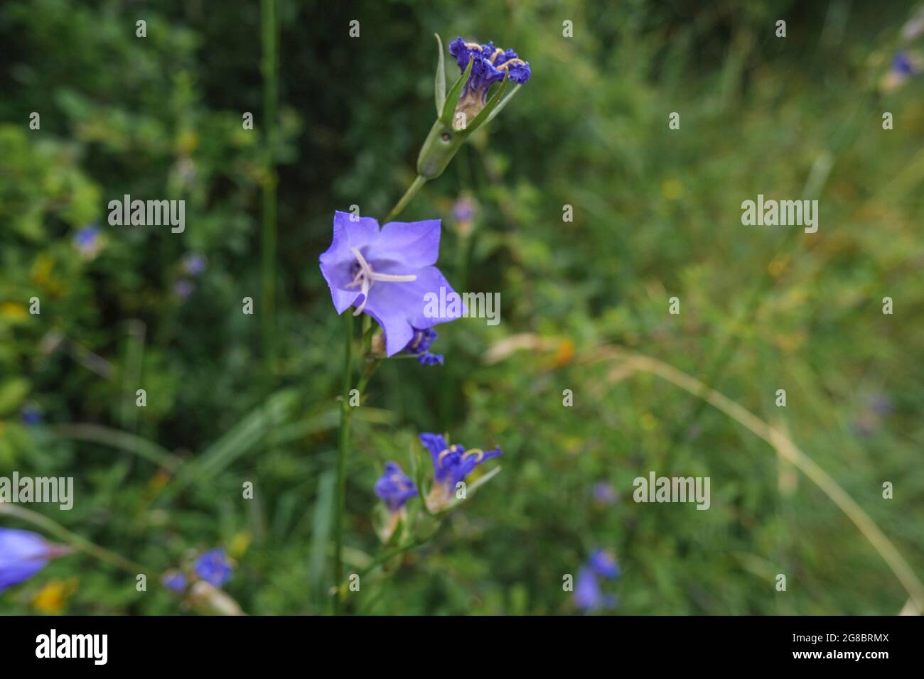 Blaue Glockenblume, campanula Nahaufnahme auf dem Feld. Sommer Natur Hintergrund. Wildblumen Stockfoto