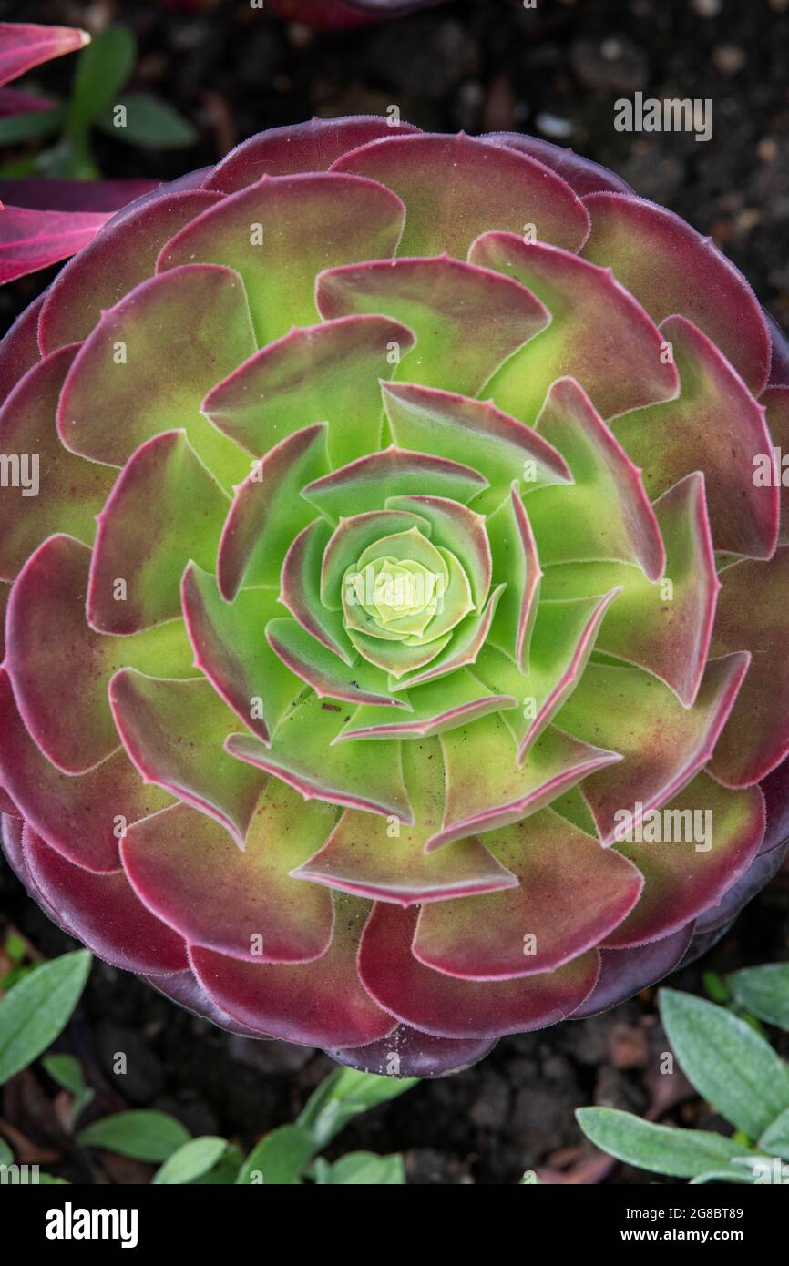 Blattmuster der Aeonium-Pflanze Stockfoto