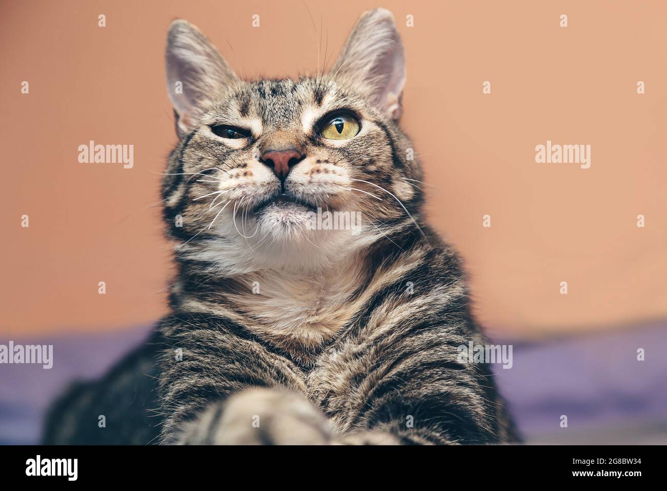 Katze winken, Haustier gibt eine Genehmigung, Katze lügen Stockfoto