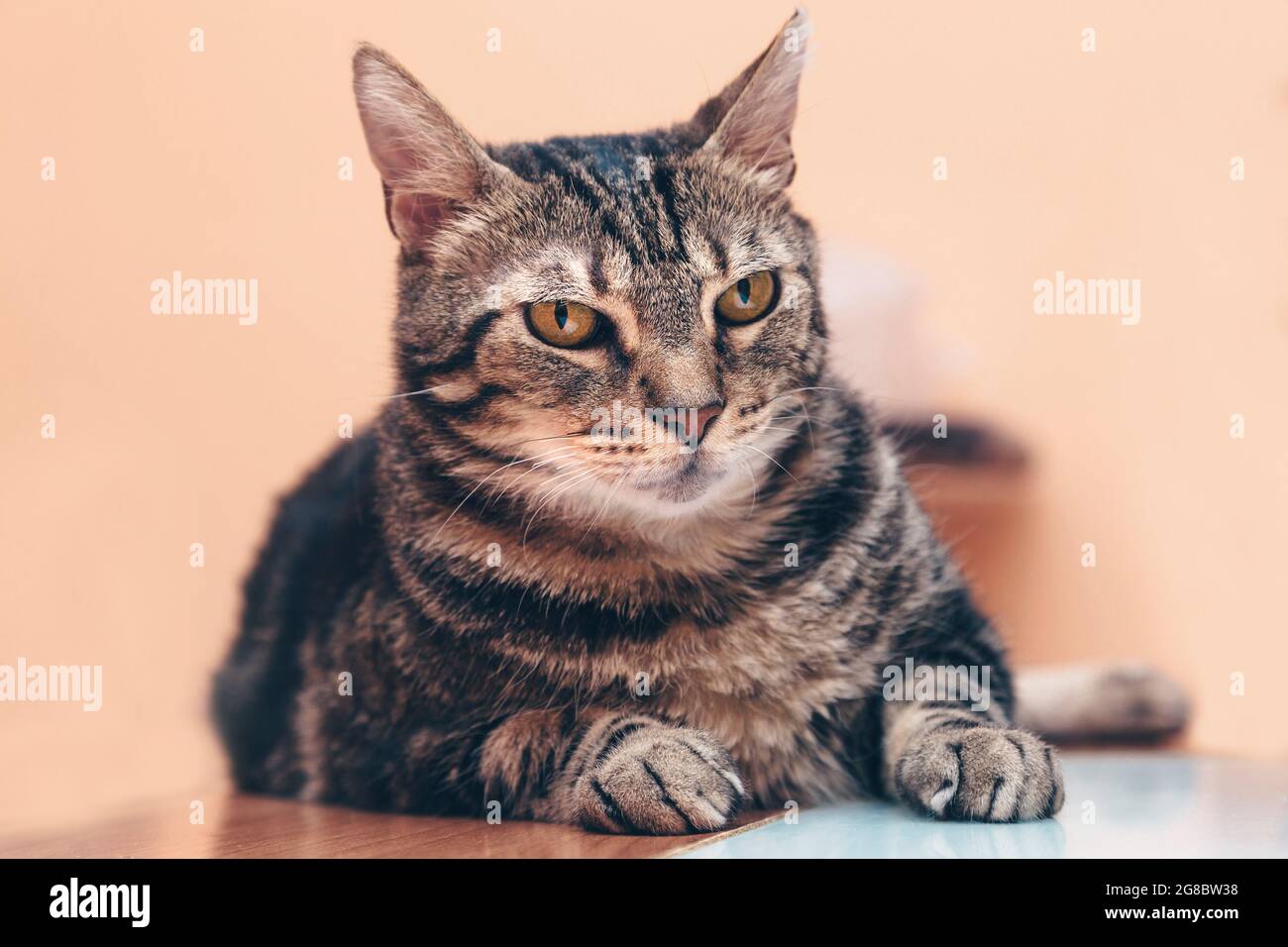 Katze auf einem Tisch, entspanntes Haustier, Ruhe zu Hause, Zuhause süß Stockfoto