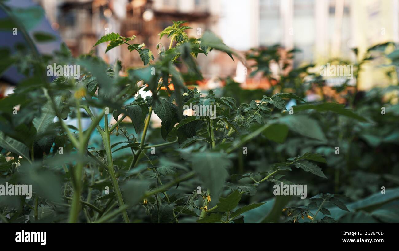 Grüne Tomaten im Gemüsegarten. Städtischer Gemüsegarten an einem öffentlichen Ort. Städtische Umwelt. Tomaten anbauen Stockfoto