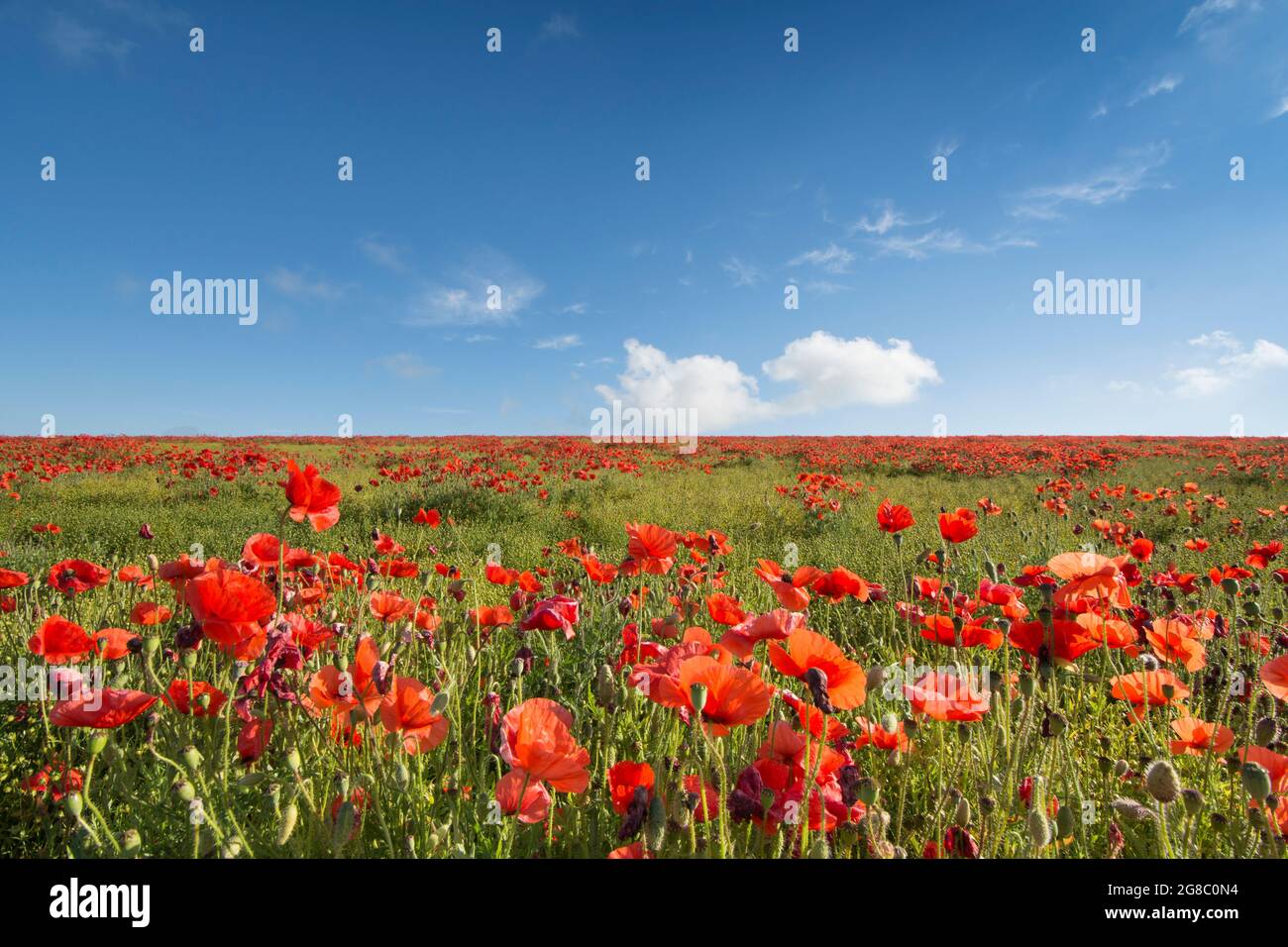 Feld von rotem Mohnblumen an der Seite eines Hügels gegen blauen Himmel mit weißen Wolken, Mohnblumen an der Skyline, horizon.growing im Feld von Flachs, Leinsamen, Stockfoto