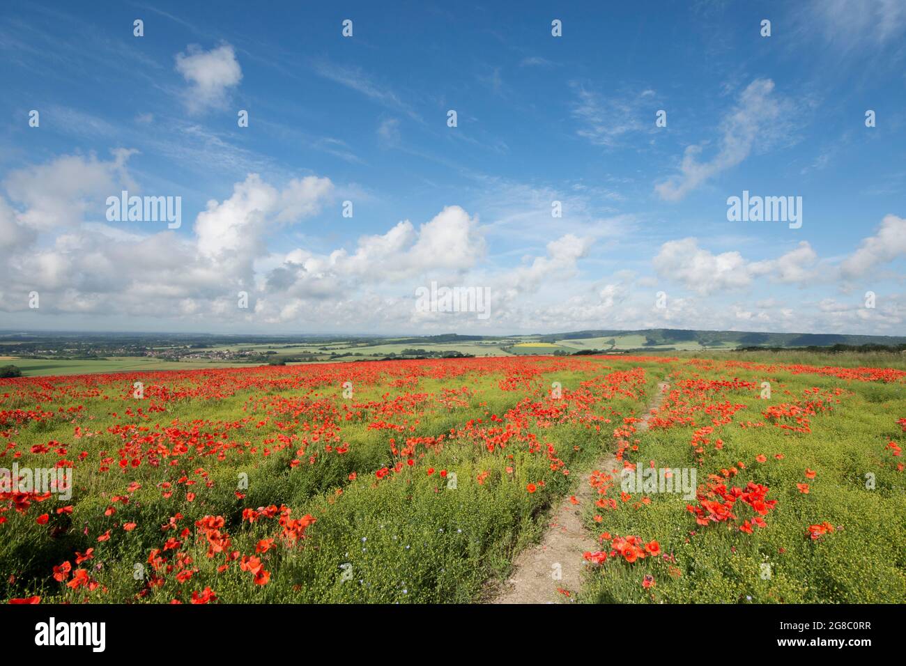 Fußweg bei Goodwood und der Trundle, Richtung Lavant, Chichester, durch Feld von roten Mohnblumen auf einem Hügel, wächst im Feld von Flachs, Leinsamen, Stockfoto