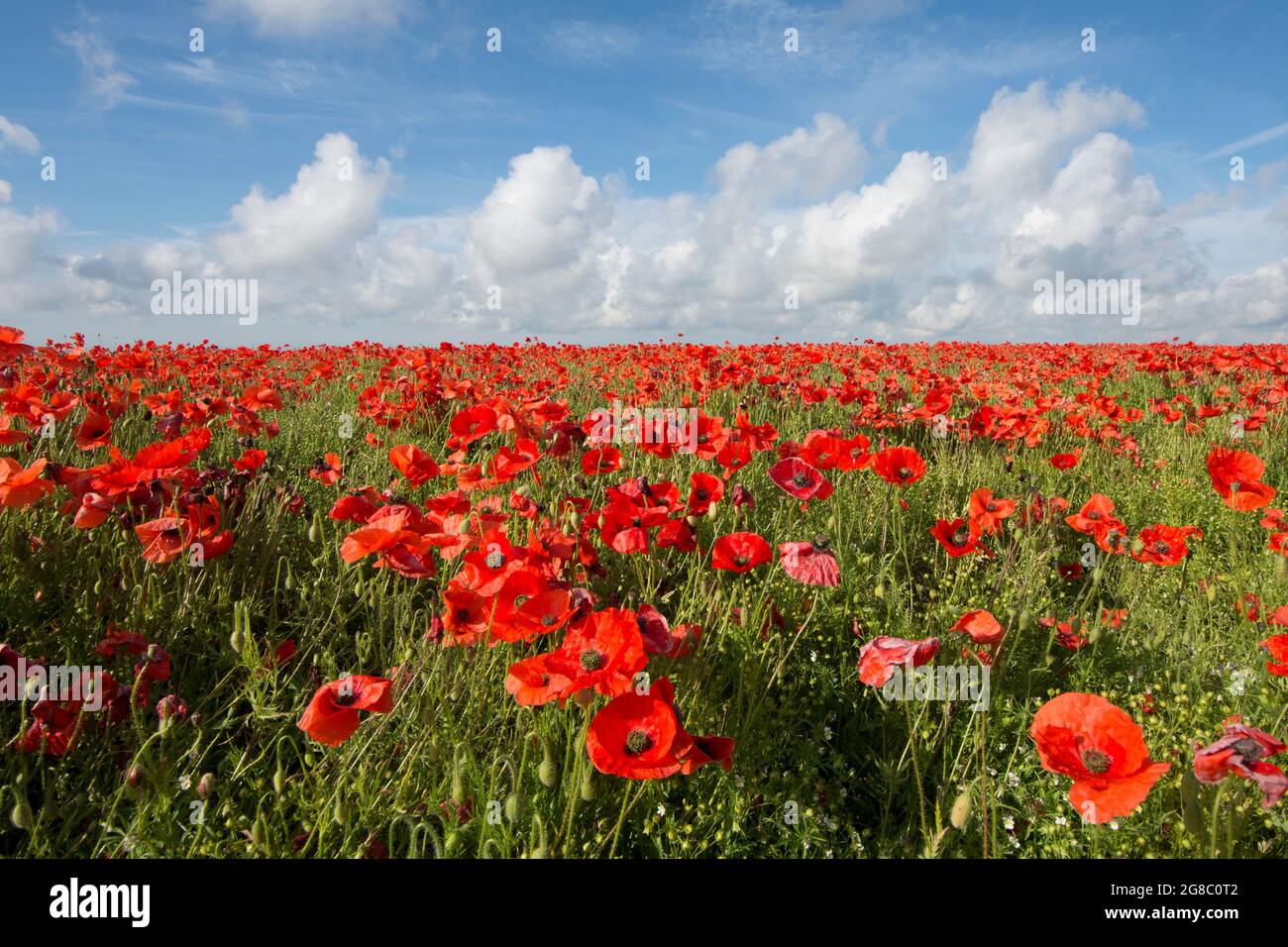 Feld von rotem Mohnblumen an der Seite eines Hügels gegen blauen Himmel mit weißen Wolken, Mohnblumen an der Skyline, horizon.growing im Feld von Flachs, Leinsamen, Stockfoto