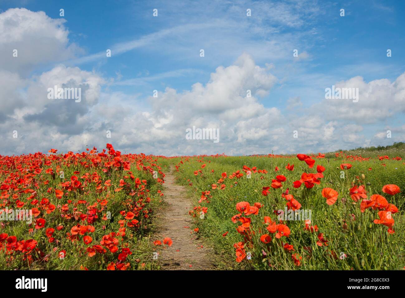 Fußweg bei Goodwood und der Trundle, Richtung Lavant, Chichester, durch Feld von roten Mohnblumen auf einem Hügel, wächst im Feld von Flachs, Leinsamen, Stockfoto