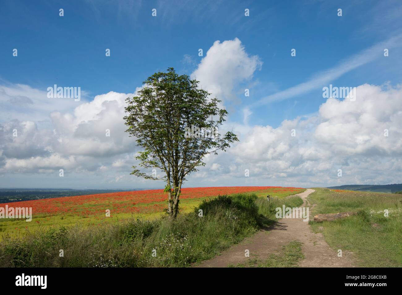 Öffentlicher Fußweg bei Goodwood und der Trundle, in Richtung Lavant, Chichester, durch Feld von roten Mohnblumen auf einem Hügel, Stockfoto