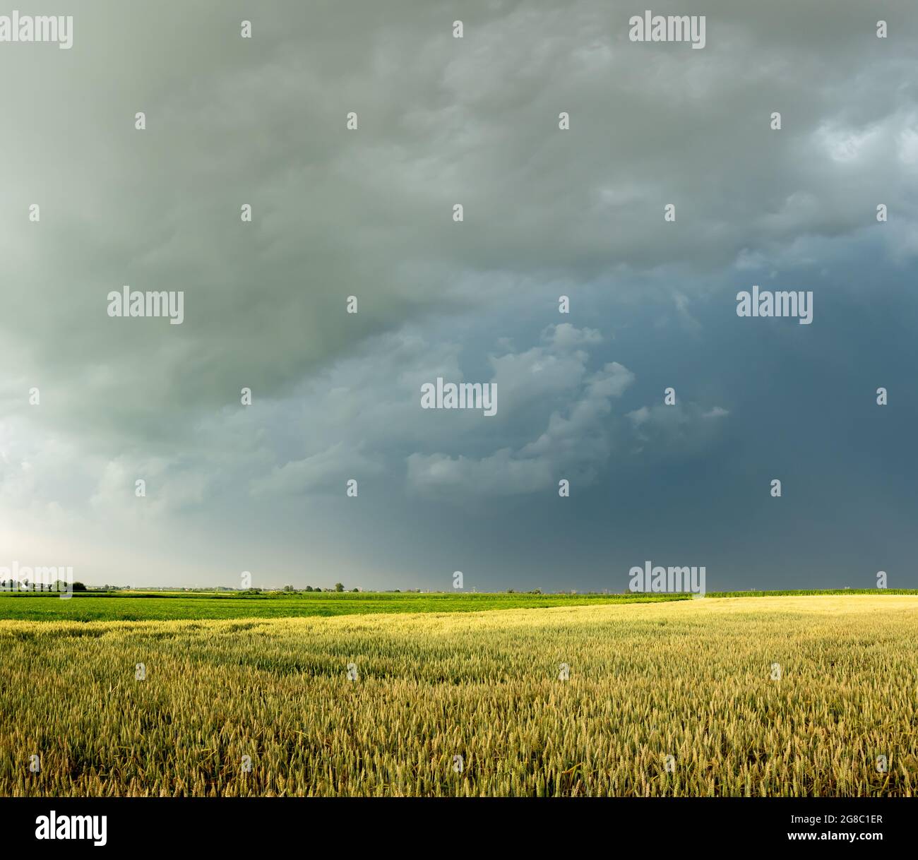 Dunkle Sturmwolken sammeln sich über den Getreidefeldern. Foto aufgenommen bei Tageslicht. Stockfoto