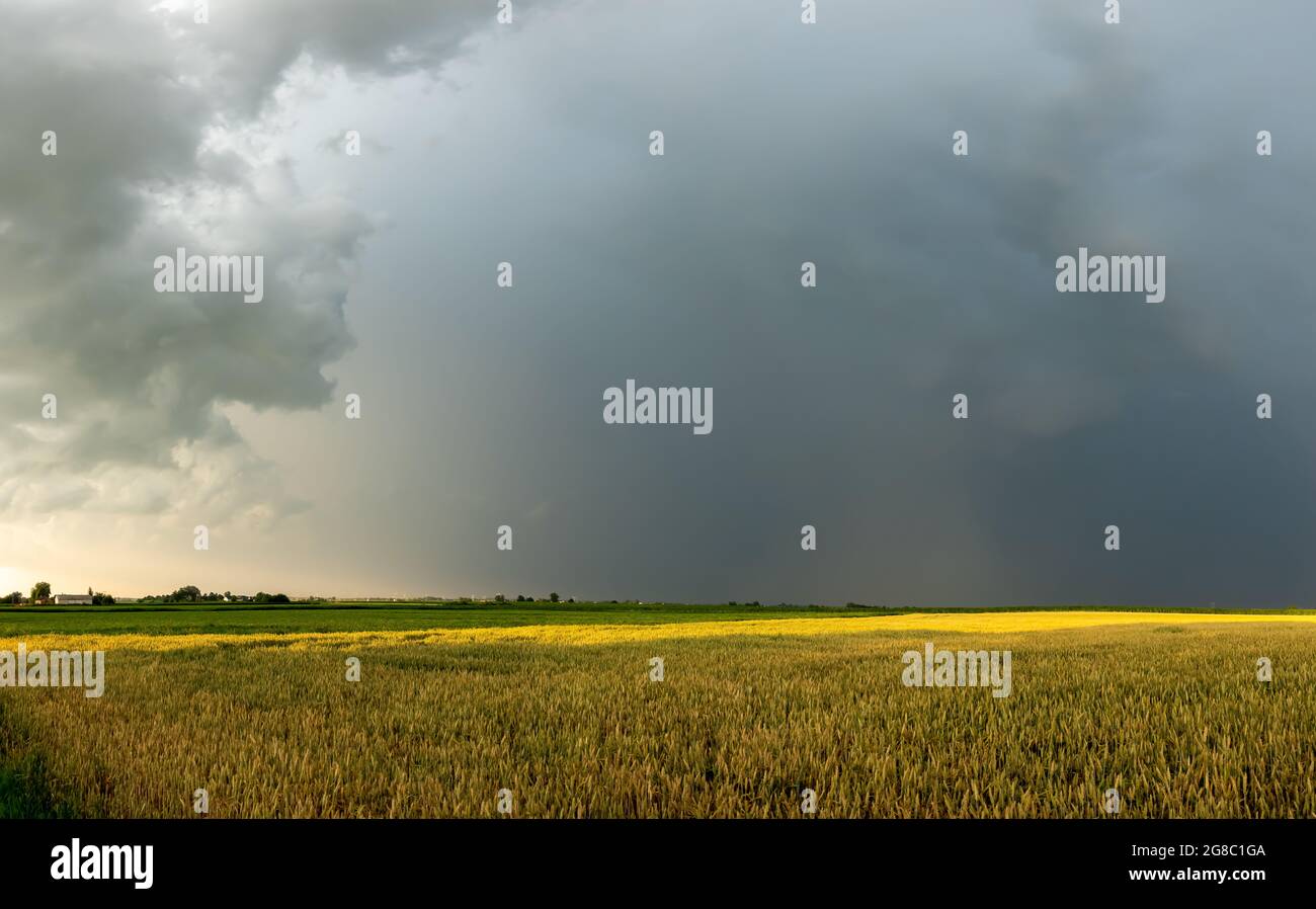 Dunkle Sturmwolken sammeln sich über den Getreidefeldern. Foto aufgenommen bei Tageslicht. Stockfoto