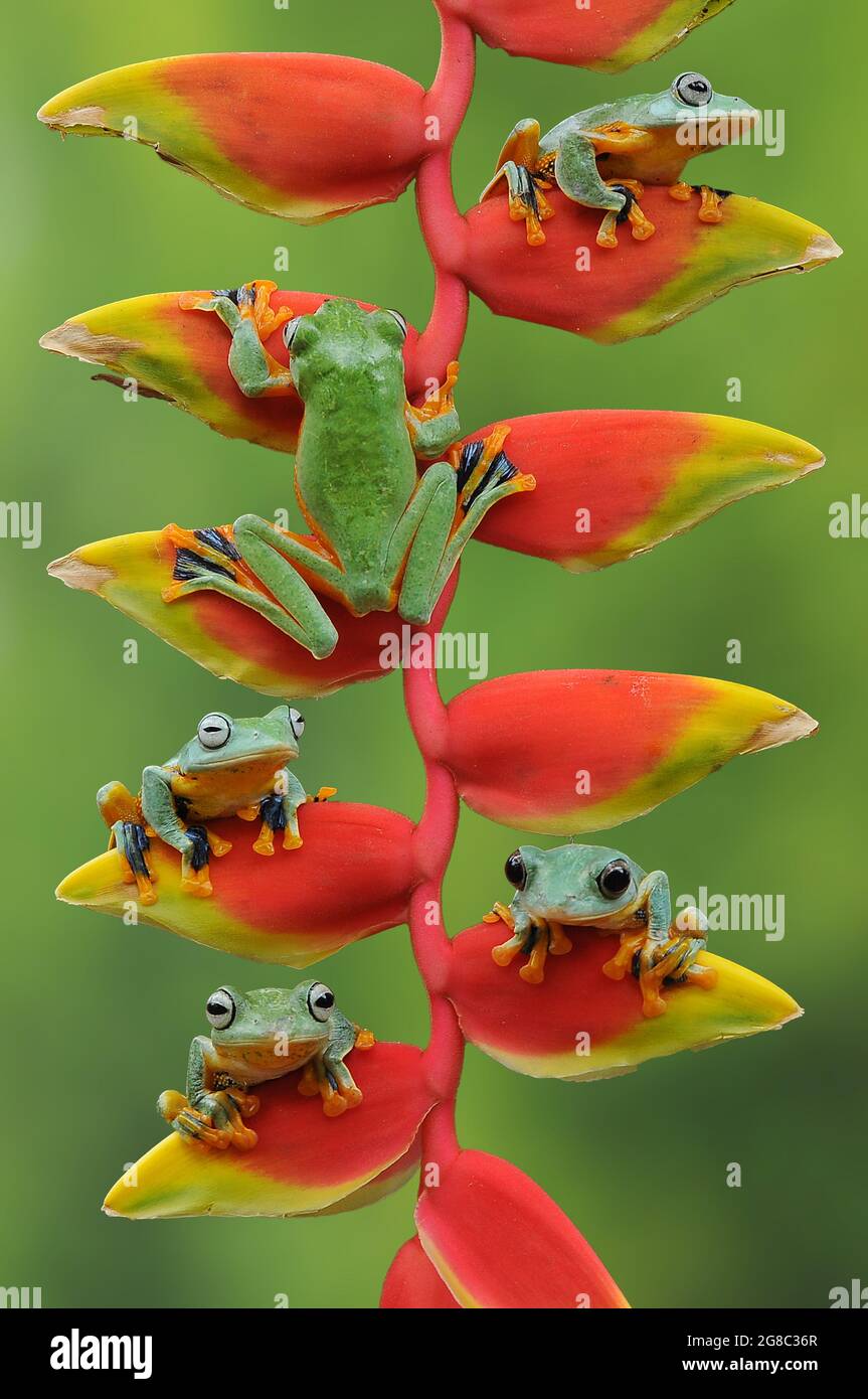 Ein Frosch kletterte den Stiel hinauf, um das perfekte Blütenblatt zu finden. JAKARTA, INDONESIEN: EIN ENTZÜCKENDES Bild hat den Moment VON SECHS Baumfröschen gath festgehalten Stockfoto