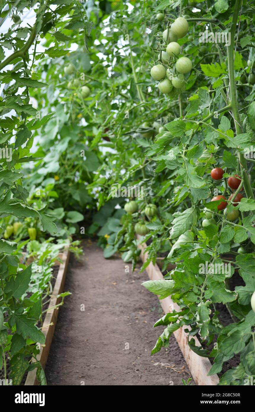 Reihen von Tomatenpflanzen, die auf einem Gewächshaus wachsen. Konzept des Anbaus Ihrer eigenen Bio-Lebensmittel. Stockfoto