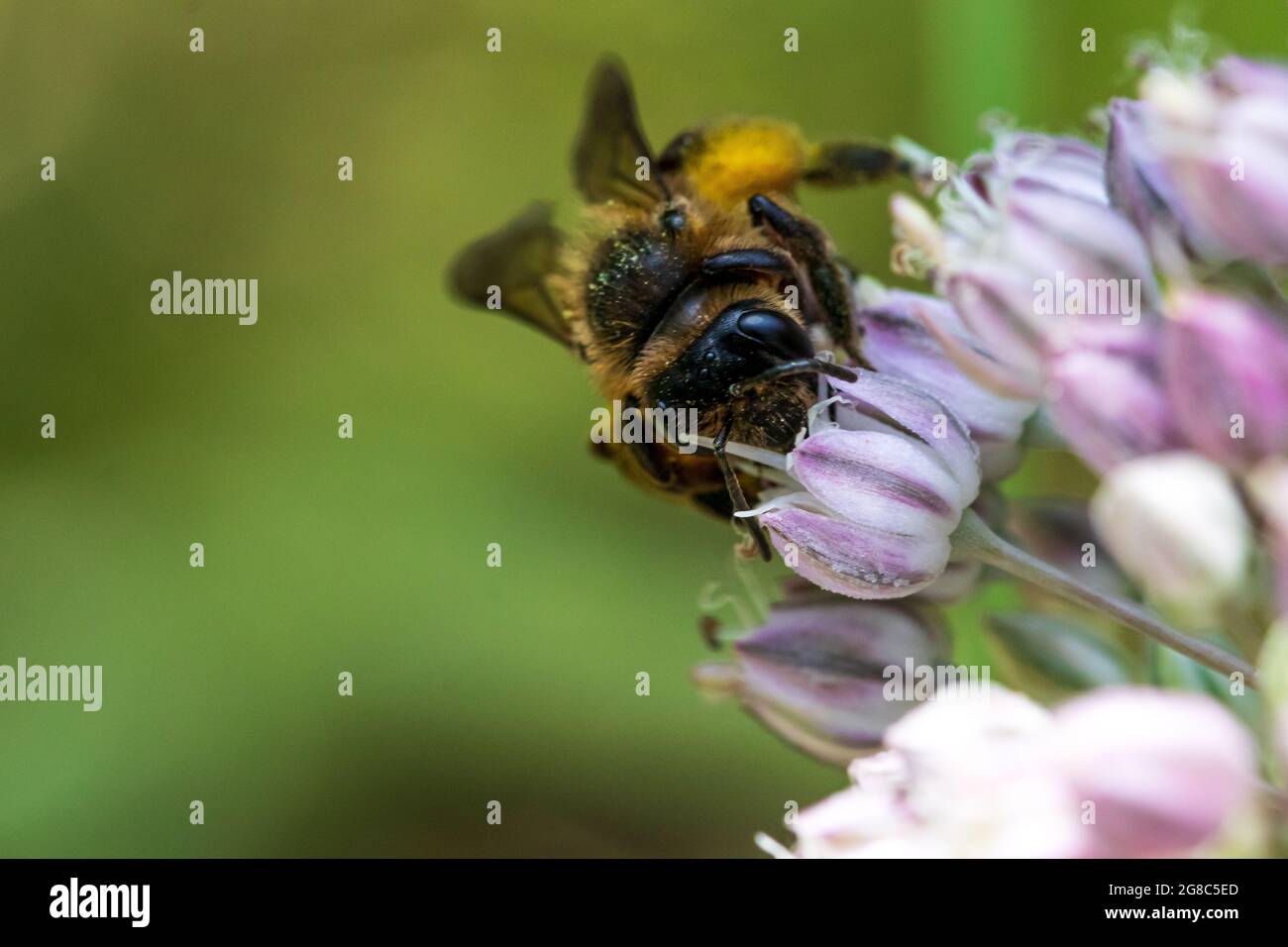 Andrena sp. Bienenabbau auf einer Blume Stockfoto