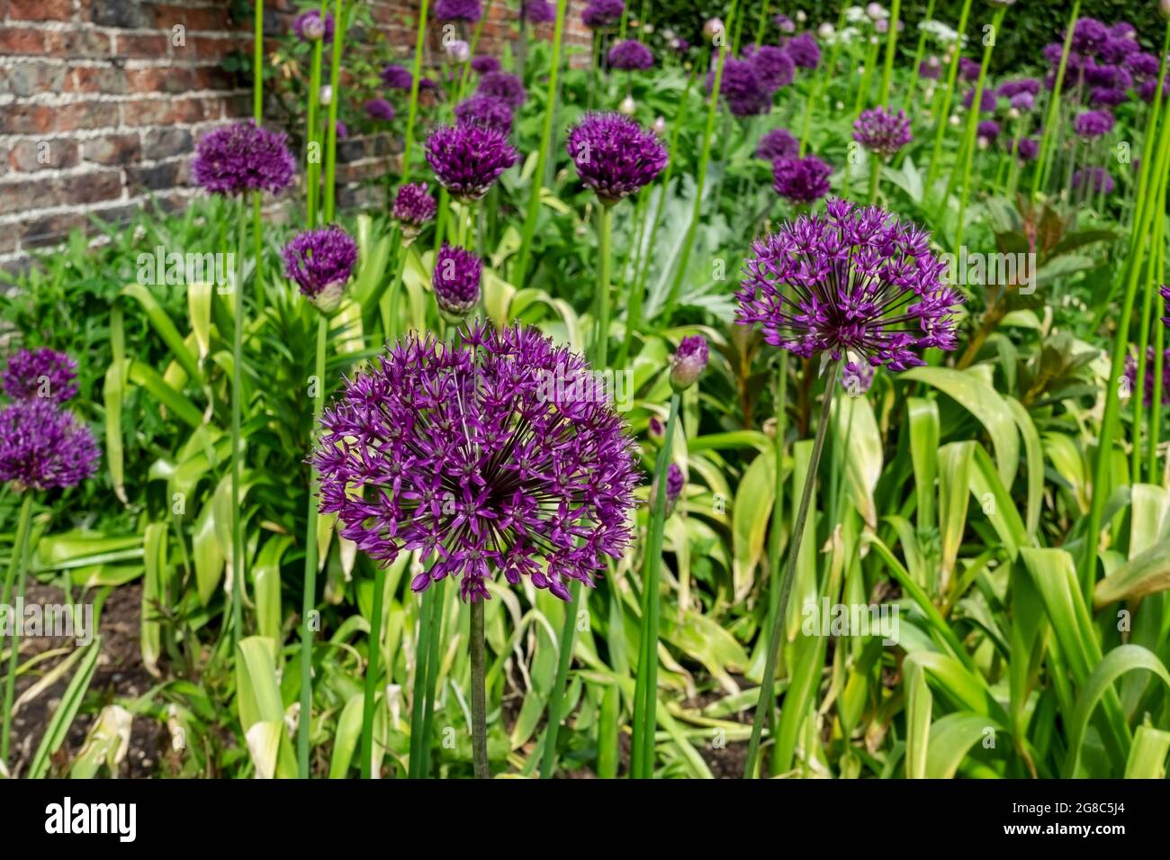 Ornamental onion Fotos und Bildmaterial in hoher Auflösung Alamy