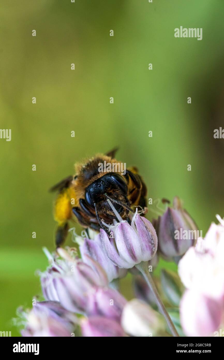 Andrena sp. Bienenabbau auf einer Blume Stockfoto