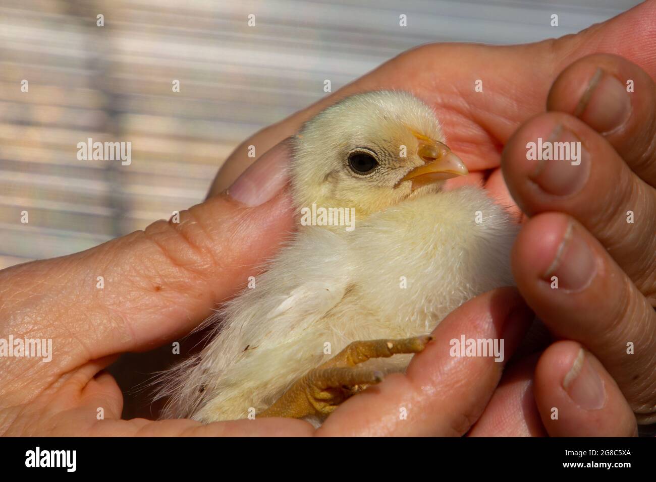 Nahaufnahme eines neugeborenen Kükens in einer menschlichen Hand Stockfoto