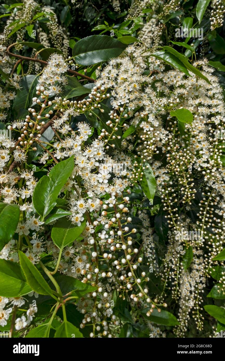 Nahaufnahme der Blumen von Cherry Laurel Englische Laurel-Strauchpflanze im Sommer England UK Vereinigtes Königreich GB Großbritannien Stockfoto