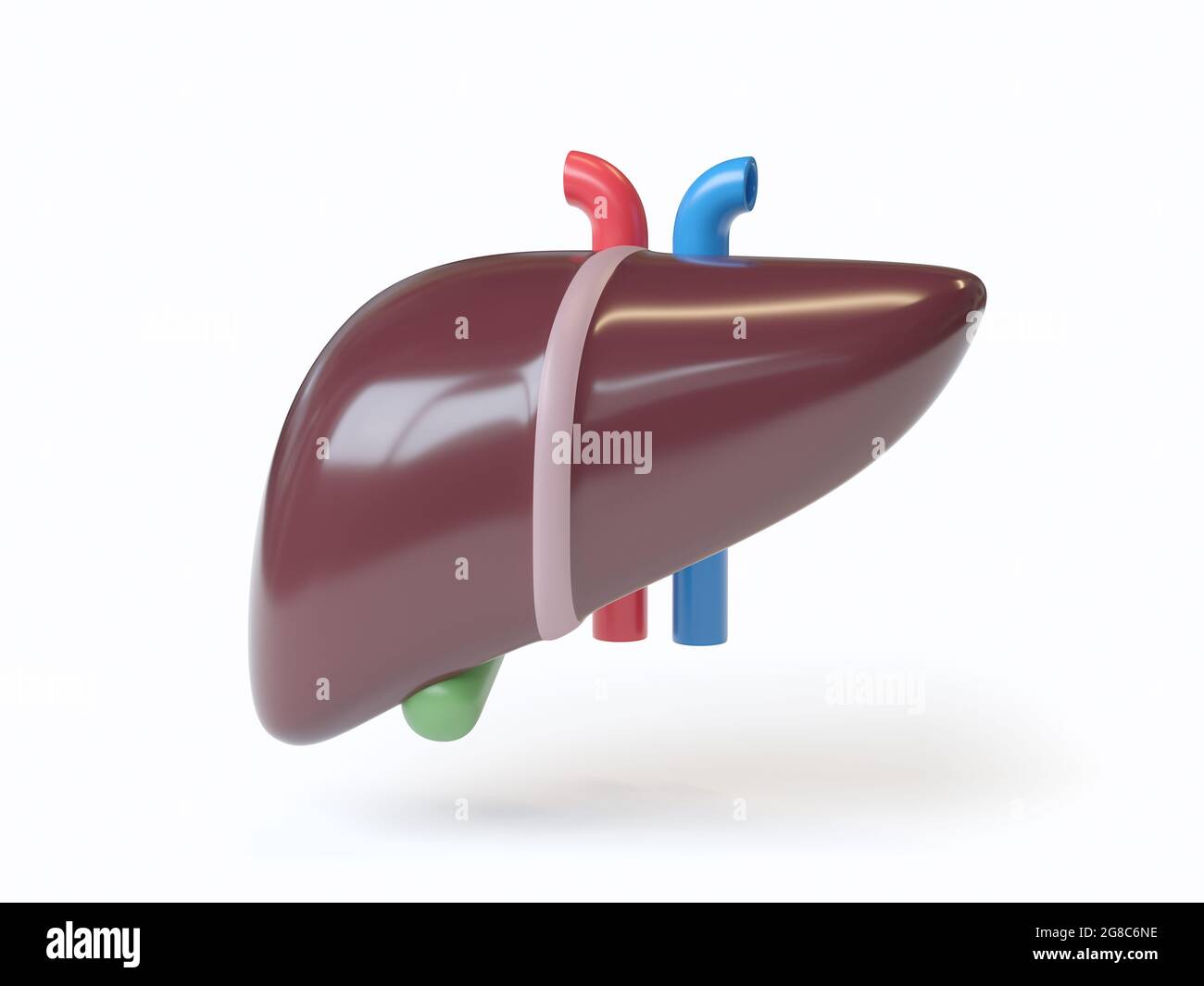 Isometrische 3d-Darstellung einer stilisierten menschlichen Leber mit isolierter Gallenblase auf Weiß. Inspiriert von flachen Designtrends Stockfoto