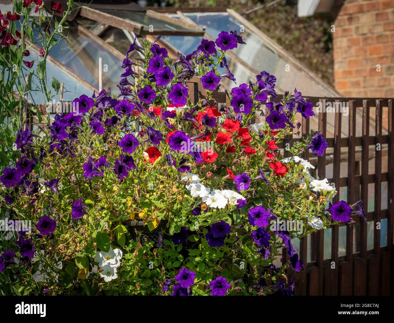 Süße Erbsenblüten auf Spalieren Stockfoto