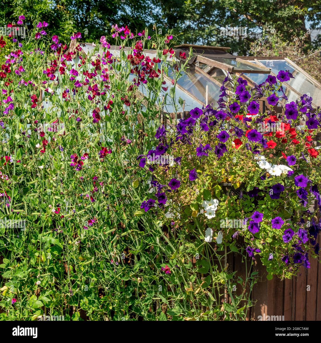 Süße Erbsenblüten auf Spalieren, neben einem bunten Hängekorb mit einem Holzgewächshaus dahinter. Stockfoto