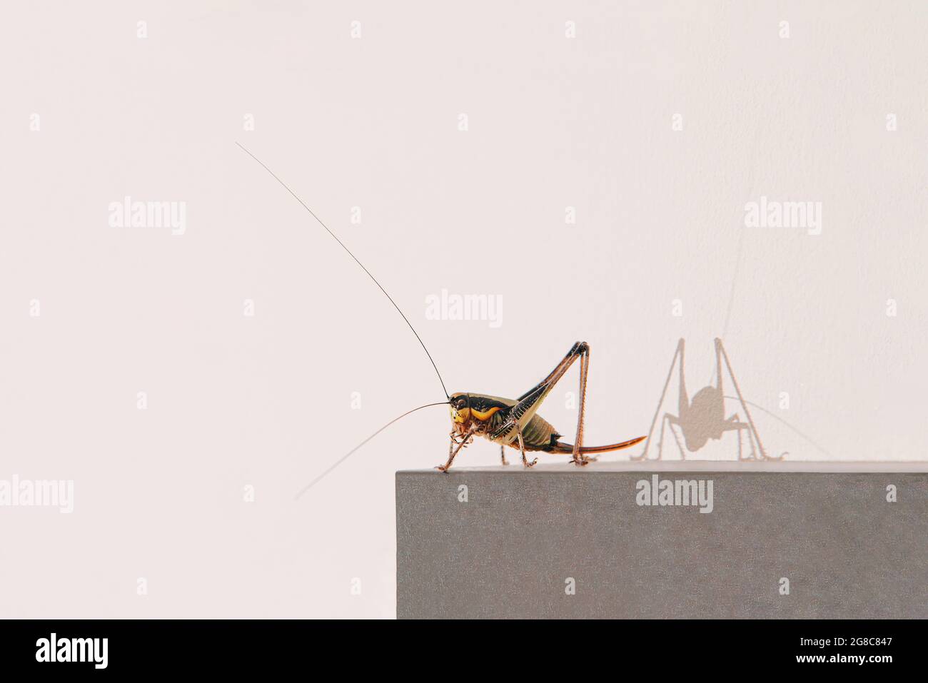 Home Cricket-Insekt auf einem Bilderrahmen gegen die Wand. Nahaufnahme. Rechteck mit Kopierbereich. Stockfoto