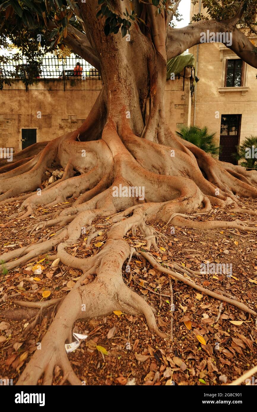 Radici di grandi alberi a Palma de Mallorca, Isole Baleari Stockfoto