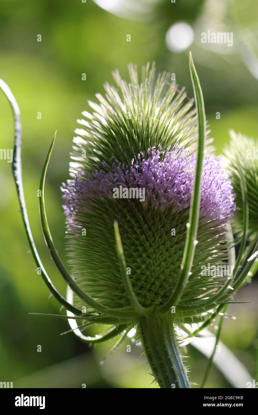 Eine Teasel (Dipsacus sylvestris), die zur Blüte kommt, eine zweijährige Stachelpflanze. Stockfoto