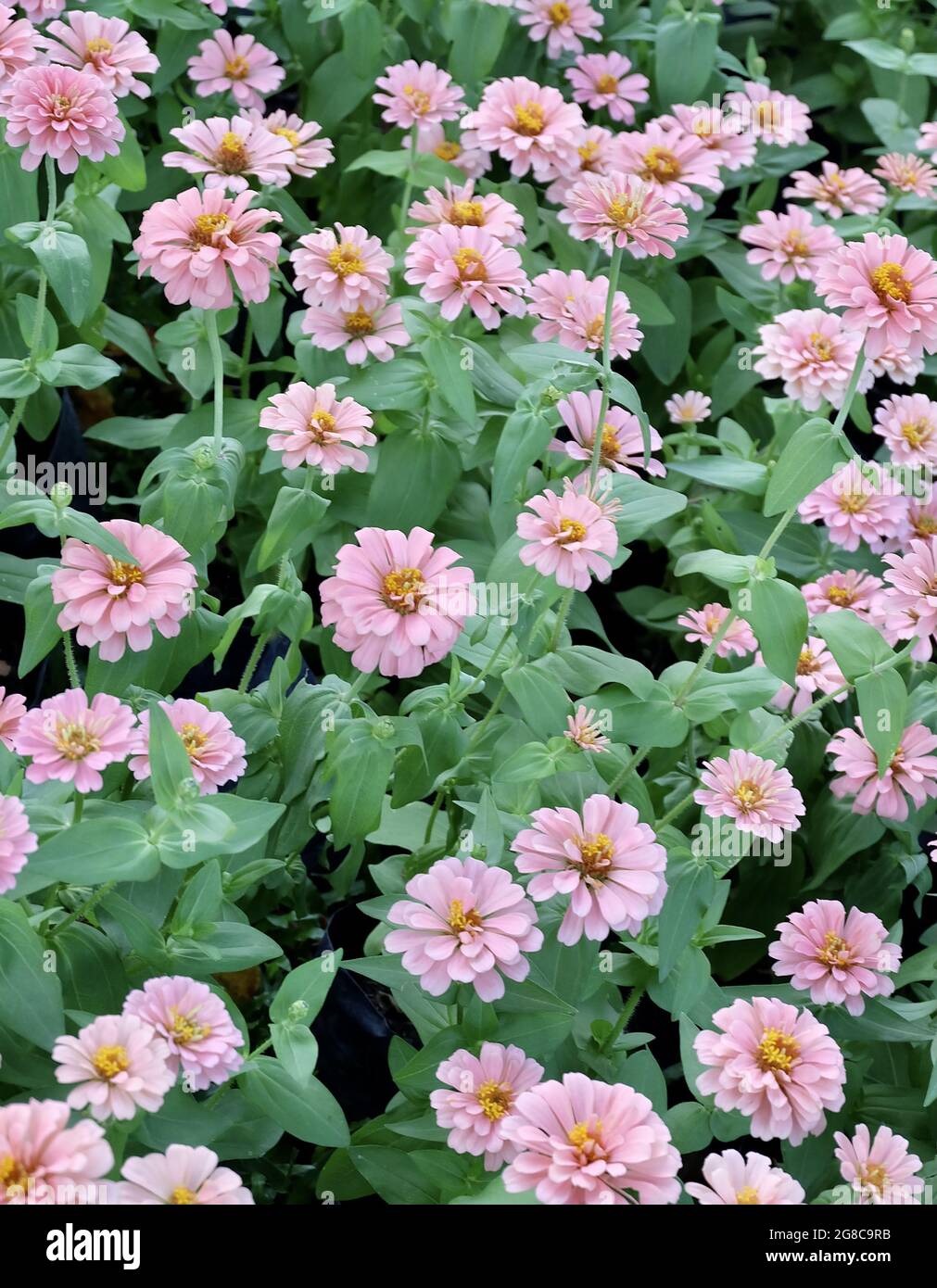 Rosa Chrysantheme, Mütter oder Chrysanthen Blumen blühen in EINEM Garten. Stockfoto