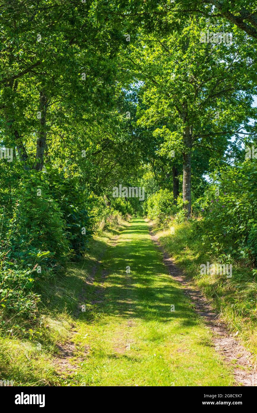 Im Sommer unbefestigte Straße durch einen Laubwald Stockfoto