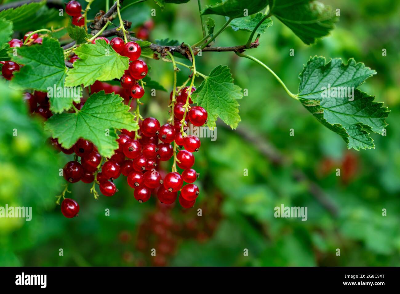 Die Beeren der saftigen reifen roten Johannisbeere auf dem Busch Stockfoto