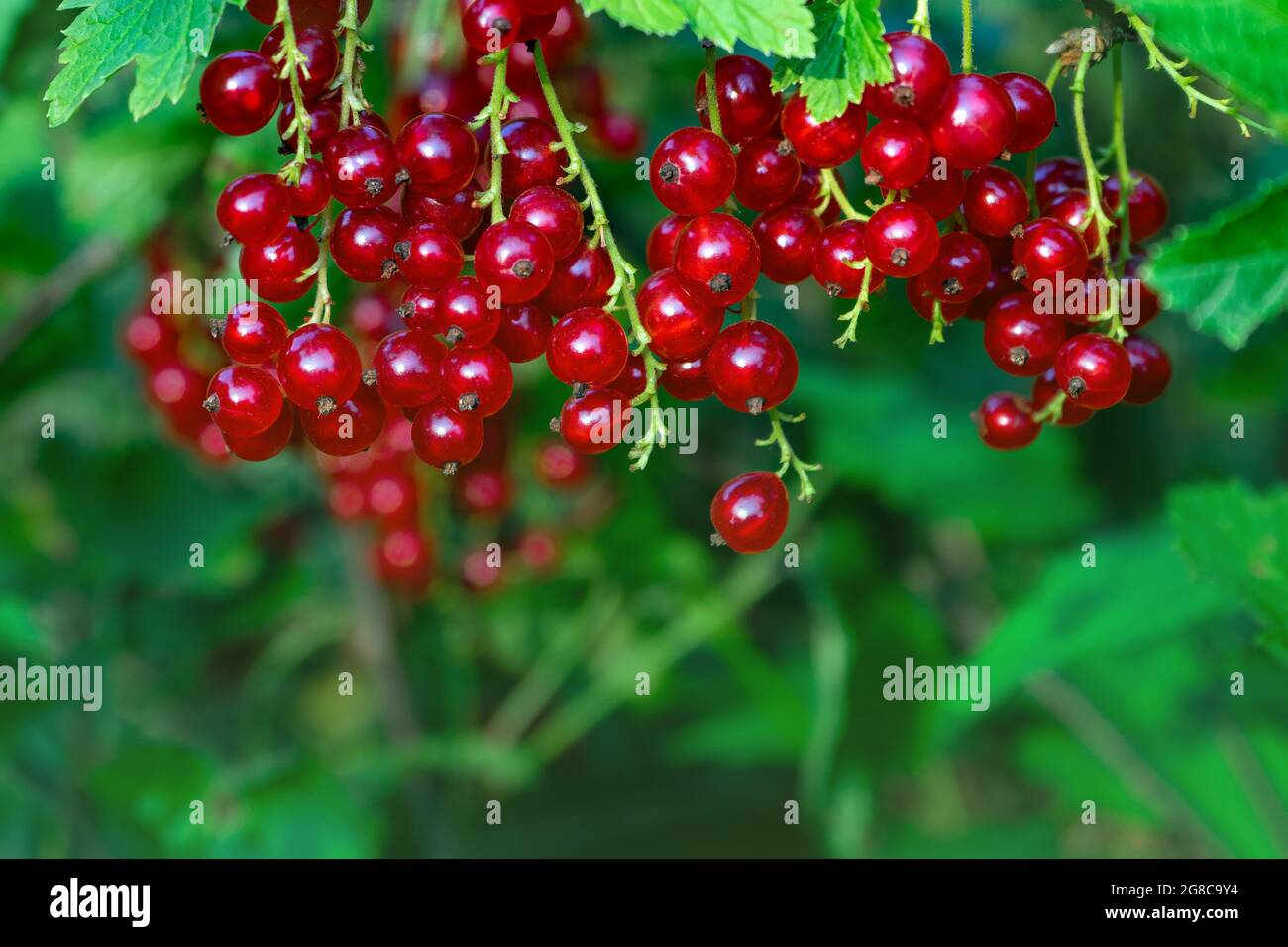 Die Beeren der saftigen reifen roten Johannisbeere auf dem Busch Stockfoto