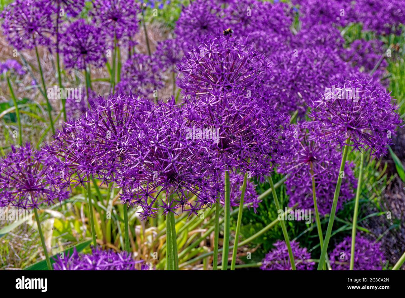 Allium-Blumen. Stockfoto