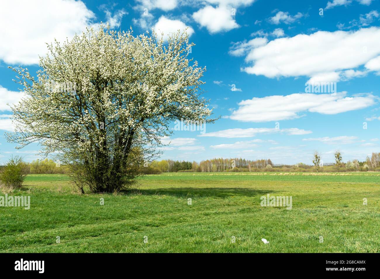 Blühender Busch und weiße Wolken am blauen Himmel, Nowiny, Polen Stockfoto