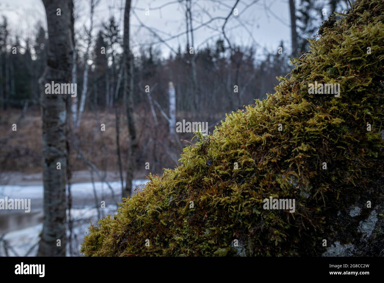 Ein alter, gekippter Baum, bedeckt mit Moos auf dem Hintergrund eines Waldes und eines Flusses. Stockfoto