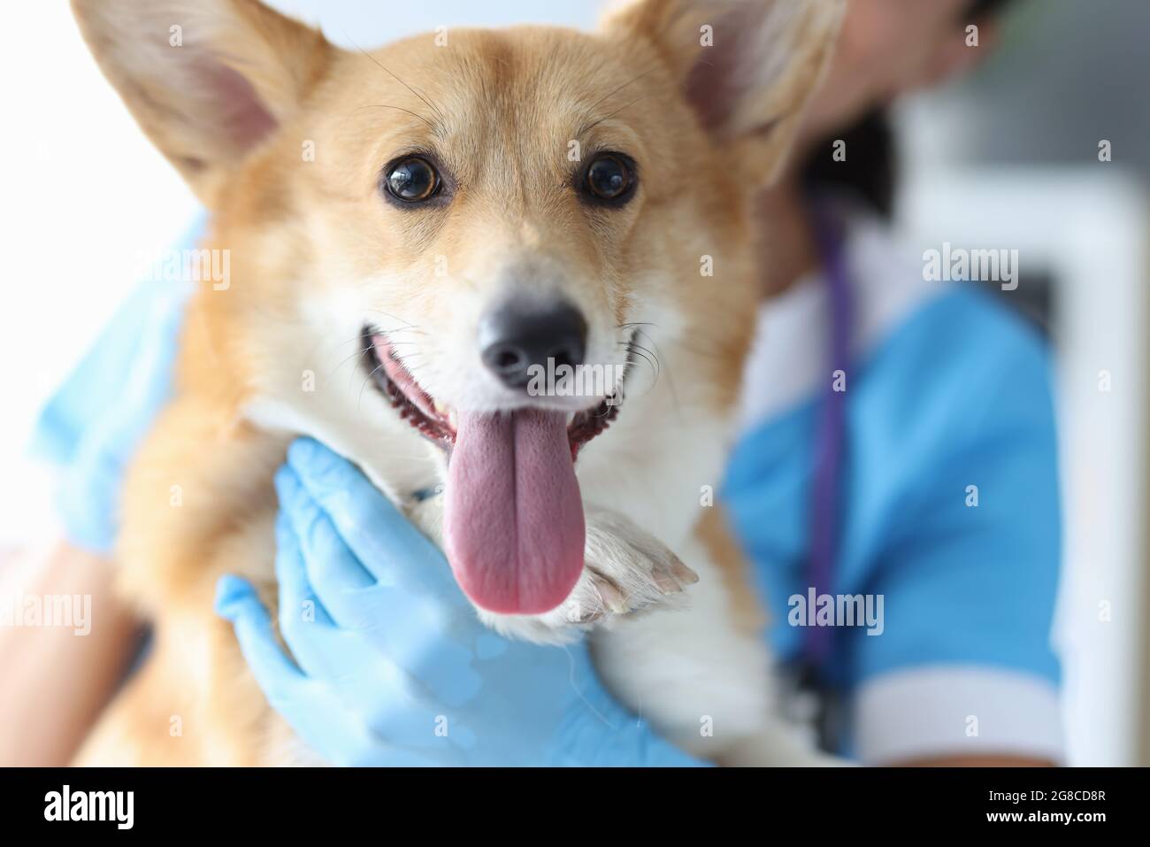 Schöner welsh Corgi beim Tierarzttermin aus der Nähe Stockfoto
