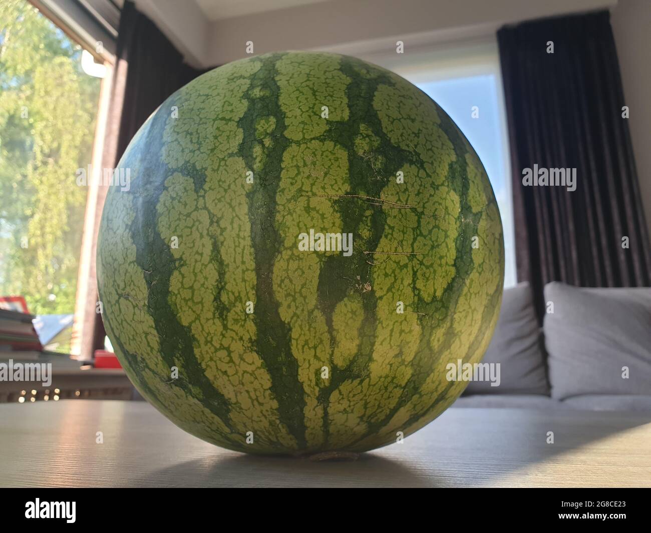 Ein Porträt einer grünen großen Wassermelone, die auf einem Wohnzimmertisch liegt. Die Frucht ist noch ungeschnitten, aber reif und frisch. Es wird jeden Tag geschnitten werden, jetzt für eine Ref Stockfoto