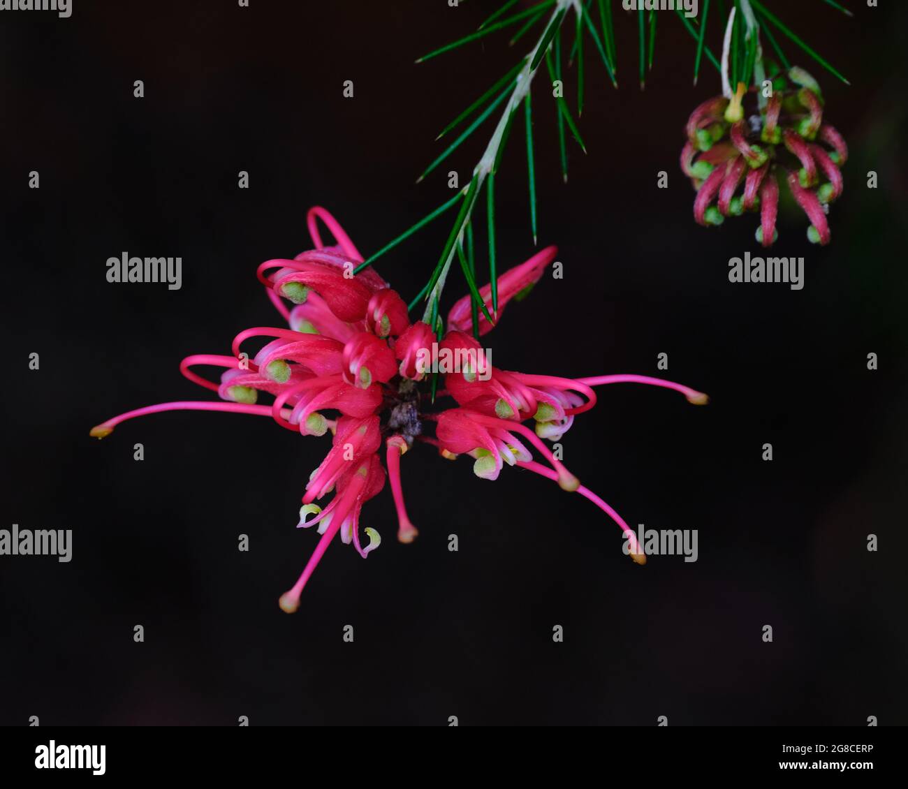 Scharlachrot Sprite Stockfoto