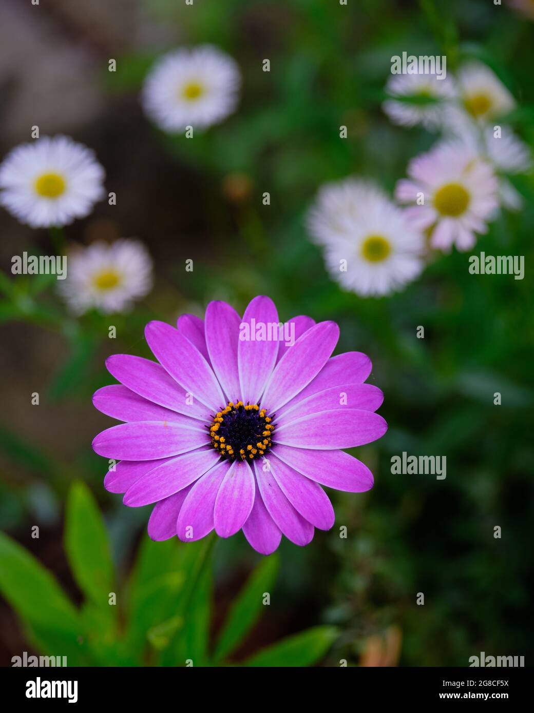 Heiße Rosa Afrikanische Gänseblümchen Stockfoto