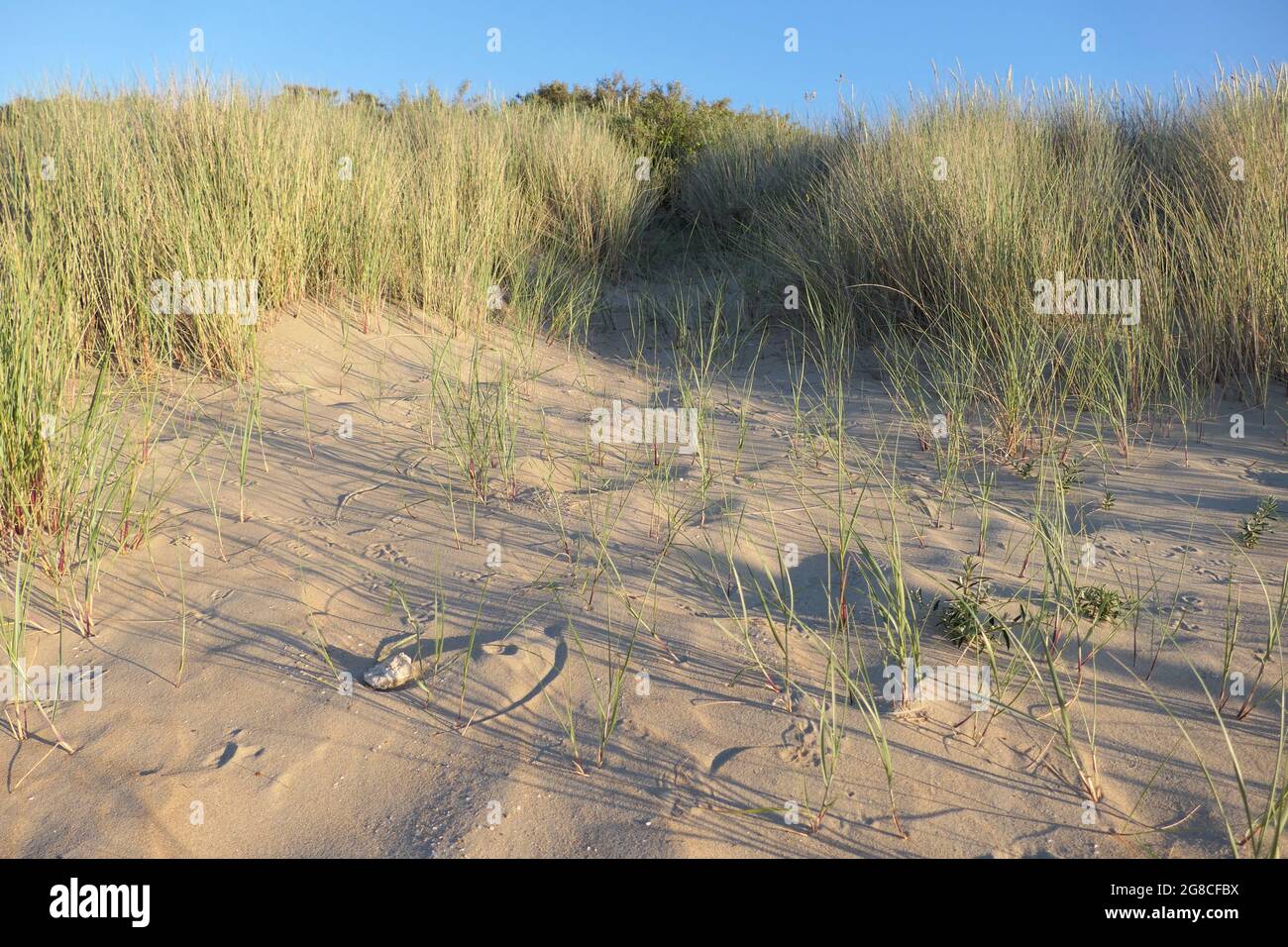 Marrammgras (Ammophila arenaria) wächst auf einer Sanddüne. Die Sonne geht unter, wirft lange Schatten und ein goldenes Licht. Stockfoto