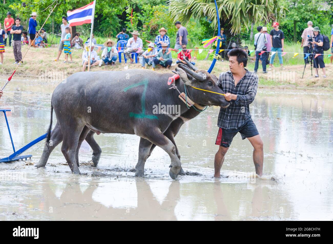 Buffalo laufende Rennen traditionellen Tätigkeit, 16. Juli 2017, Chonburi, Thailand Stockfoto