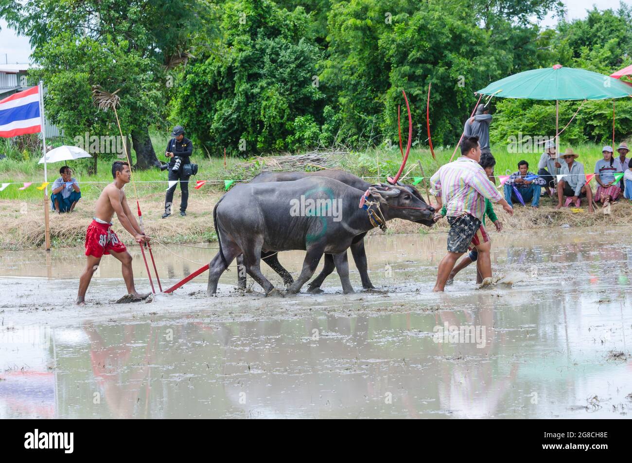 Buffalo laufende Rennen traditionellen Tätigkeit, 16. Juli 2017, Chonburi, Thailand Stockfoto