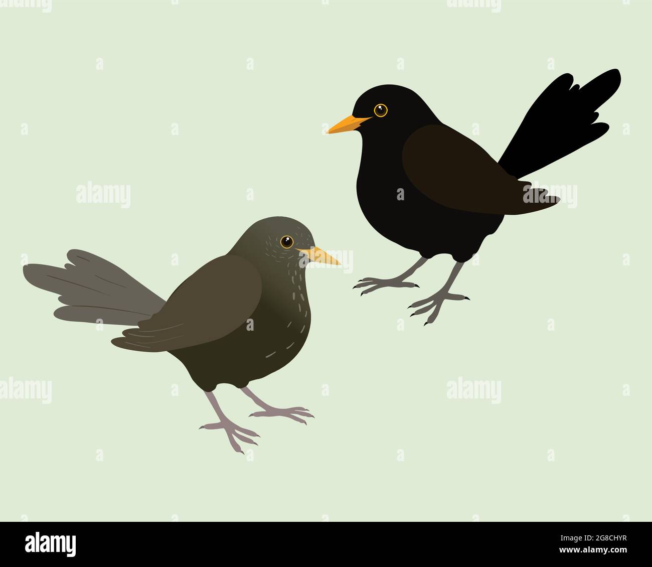 Eine Illustration von zwei Amseln. Es ist ein männlicher und ein weiblicher Vogel und der Hintergrund ist hellgrün. Die Vögel werden ausgeschnitten. Stock Vektor