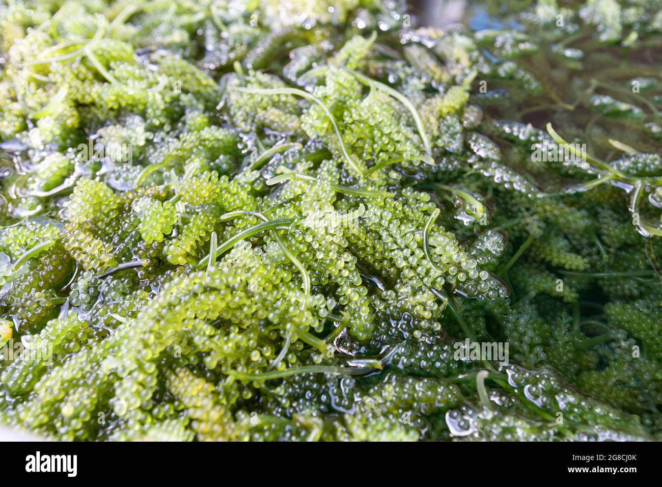 Nahaufnahme von Bryopsida-Grünalgen oder Caulerpa lentillifera. (Meerestrauben oder grüner Kaviar) Stockfoto