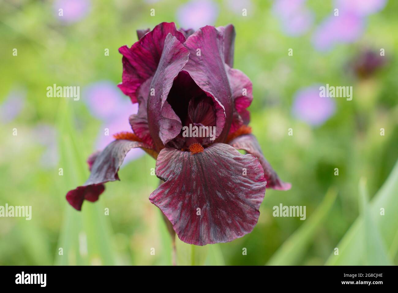 Iris 'Langport Wren', eine mittlere bärtige Iris, zeigt charakteristische tiefe kastanienbraune Blüten. VEREINIGTES KÖNIGREICH Stockfoto