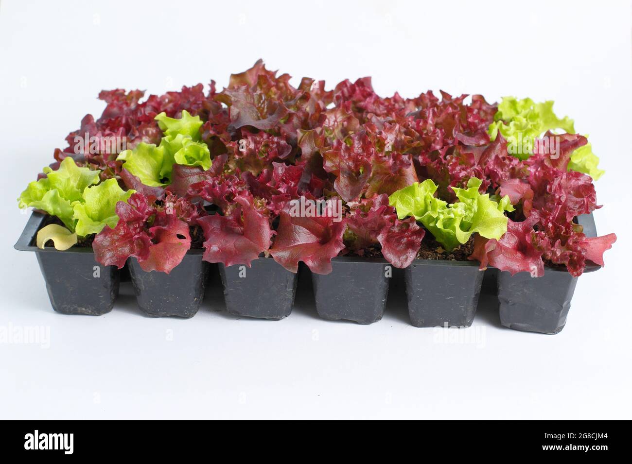 Salatsämlinge - Lactuca sativa 'Lollo Rossa' - in Schale isoliert auf weißem Hintergrund. Stockfoto