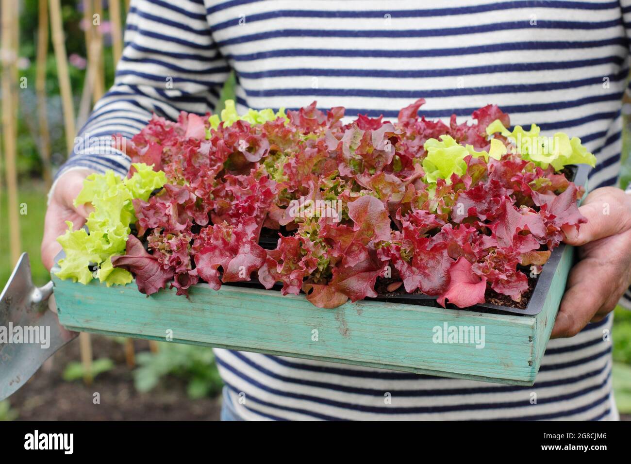Salatsämlinge Pflanzen - Lactuca sativa 'Lollo Rossa', ein Schnitt und kommen wieder klassisch. Stockfoto