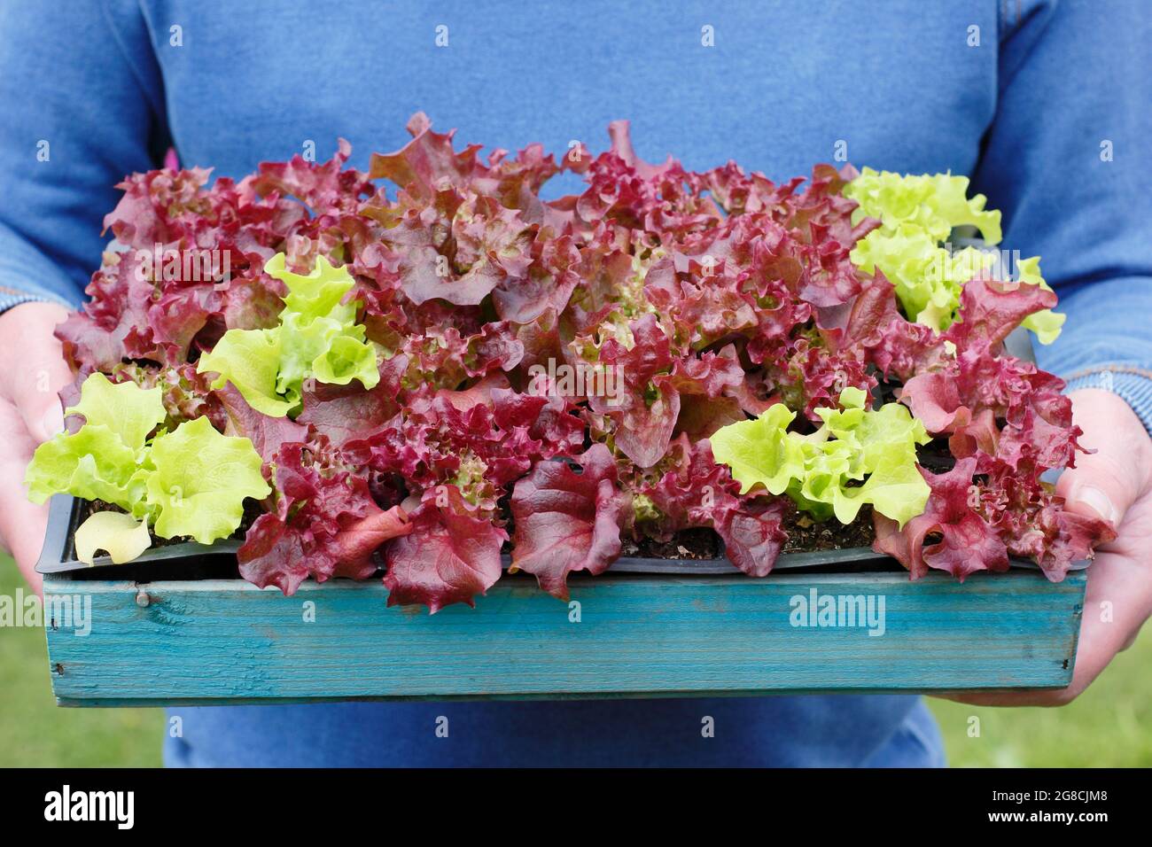 Anwachsender Salat. Salatsämlinge Pflanzen - Lactuca sativa 'Lollo Rossa', ein Schnitt und kommen wieder klassisch. Stockfoto