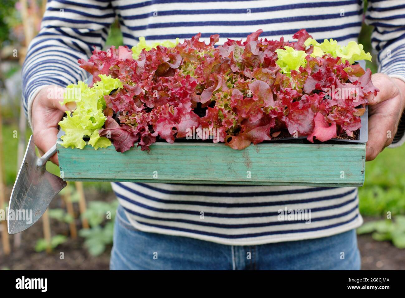 Anwachsender Salat. Salatsämlinge Pflanzen - Lactuca sativa 'Lollo Rossa', ein Schnitt und kommen wieder klassisch. Stockfoto