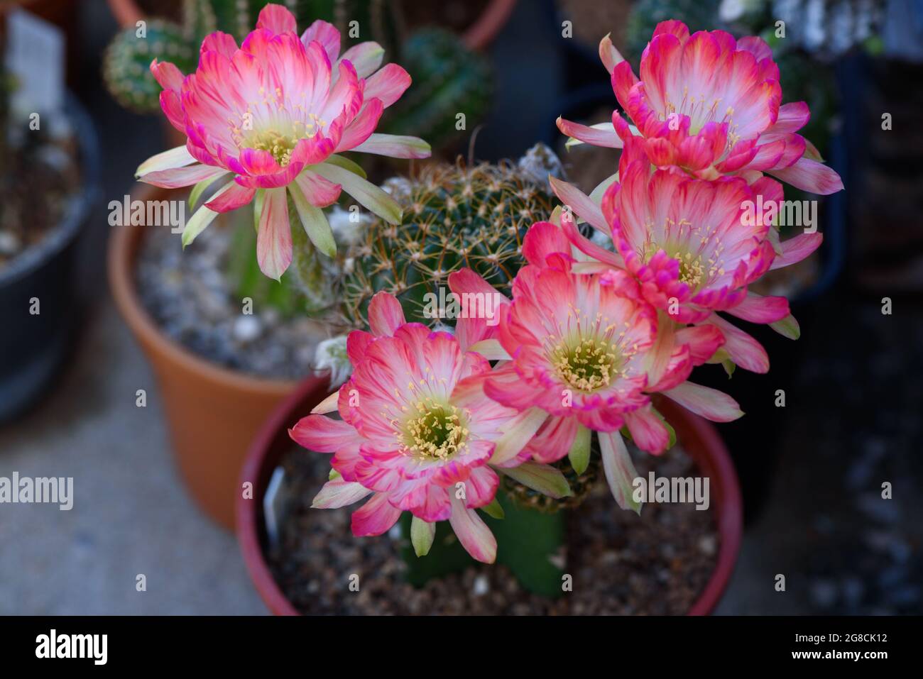 Blick auf wunderschne rosa Blten von Lobivia Bit Kaktus im Blumentopf  Stockfotografie - Alamy