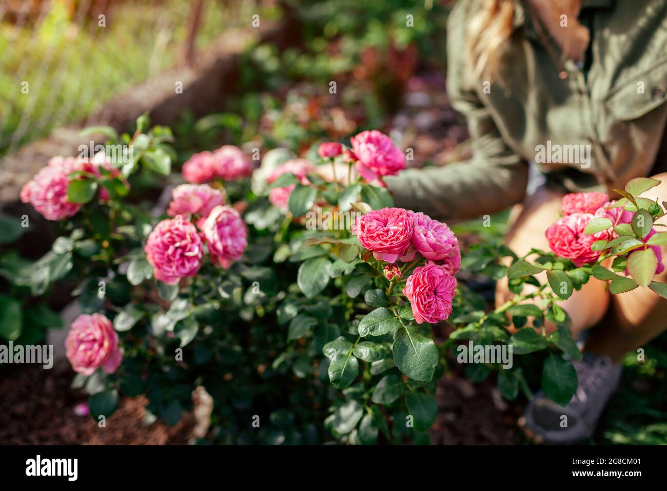 Leonardo da Vinci rosa Rose blüht im Sommergarten. Gärtnerin Frau genießt Blüte. Meilland Auswahl Rosen Blumen Stockfoto